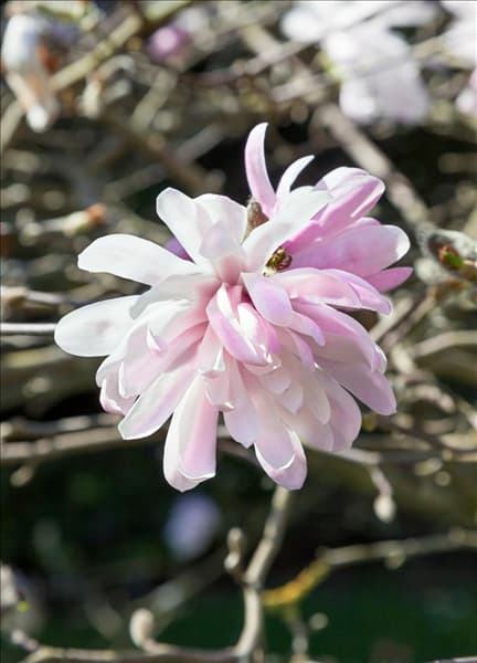 Magnolia stellata Dawn