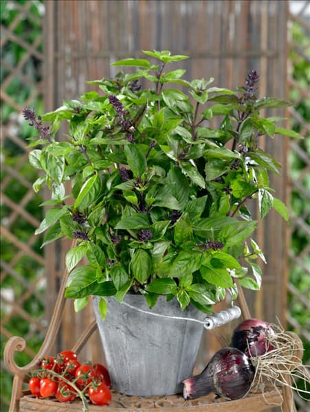 Ocimum basilicum 'Cinamonette'
