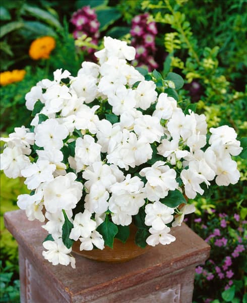 Impatiens walleriana white