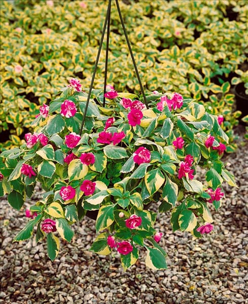 Impatiens walleriana Golden Surprise