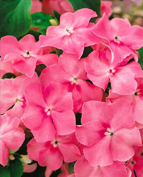 Impatiens walleriana Impulse Pink