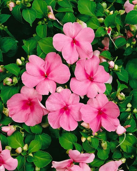 Impatiens walleriana pink