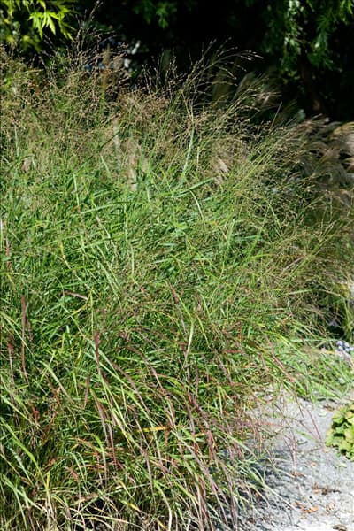 Panicum virgatum Hänse Herms