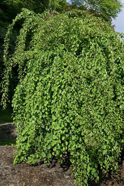 Morus nigra Pendula