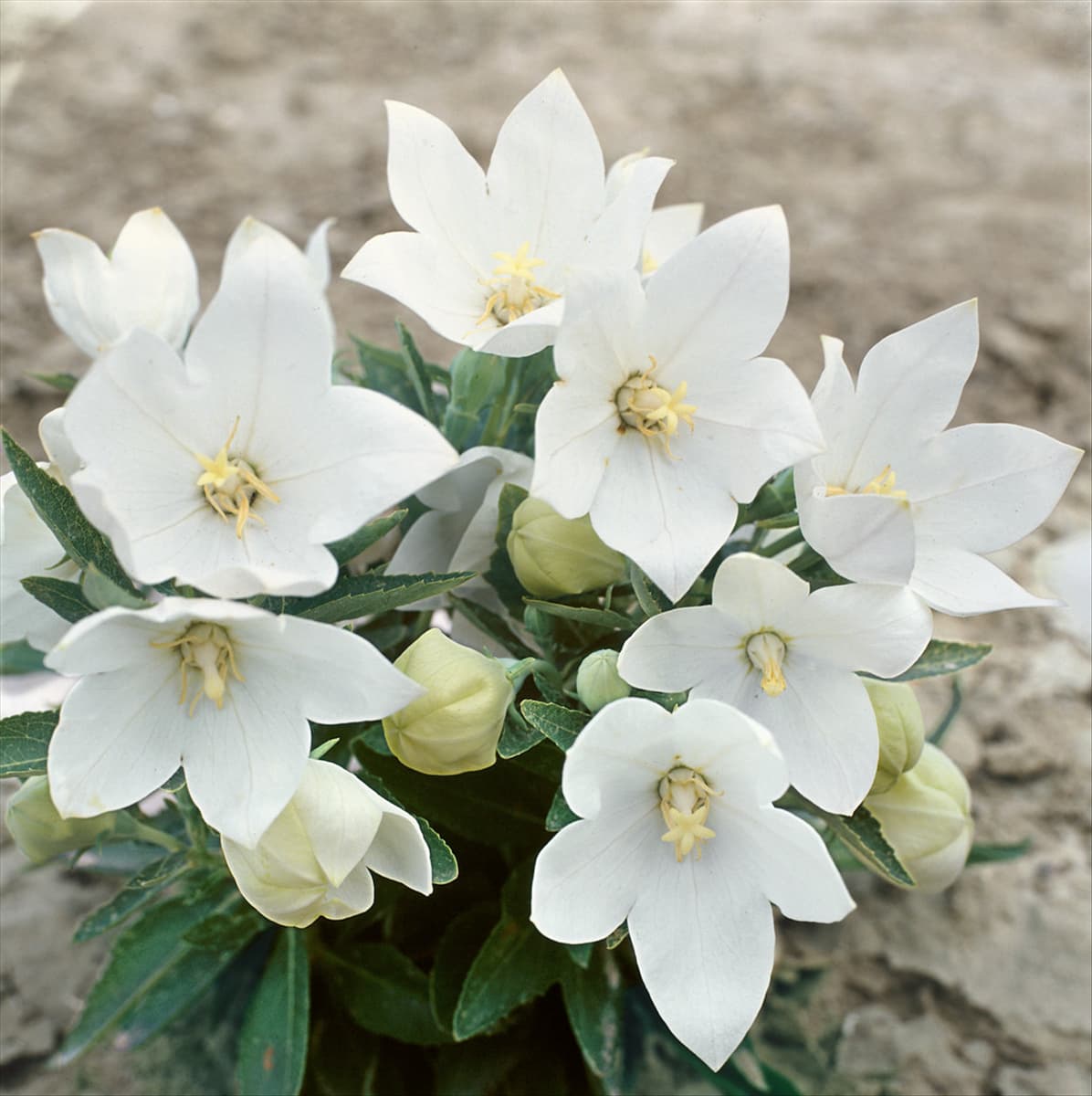 PLATYCODON FUJI WHITE