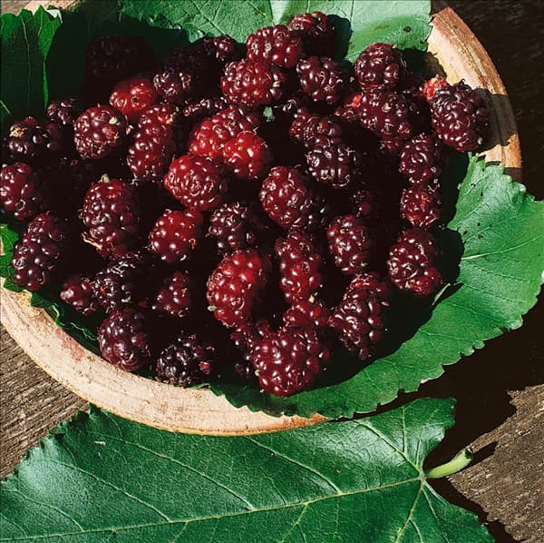 MORUS NIGRA - FRUITS