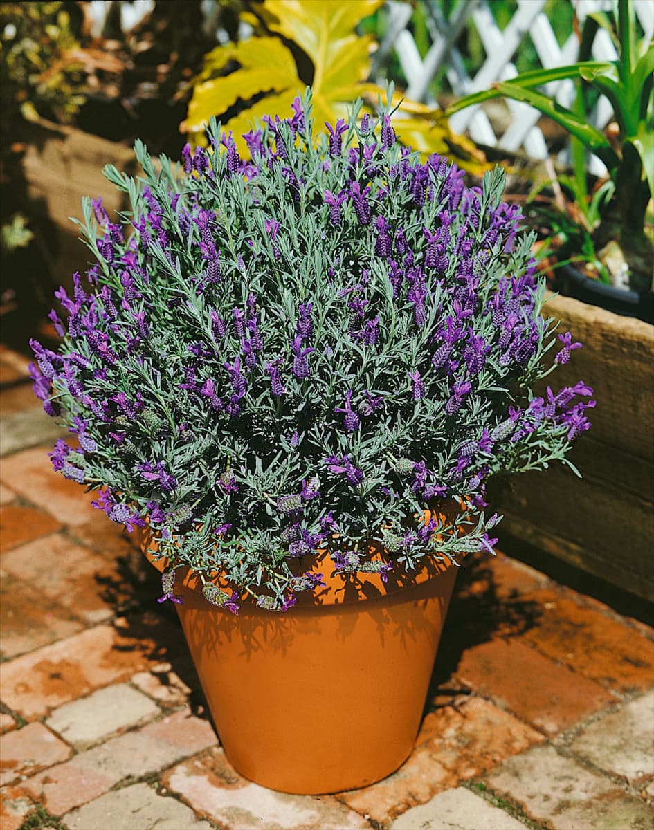 Lavandula dentata