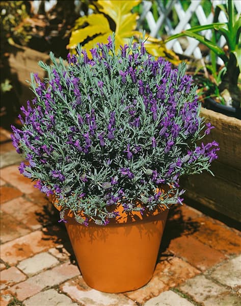 Lavandula dentata