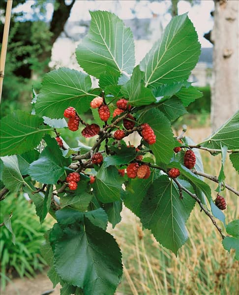 Morus nigra