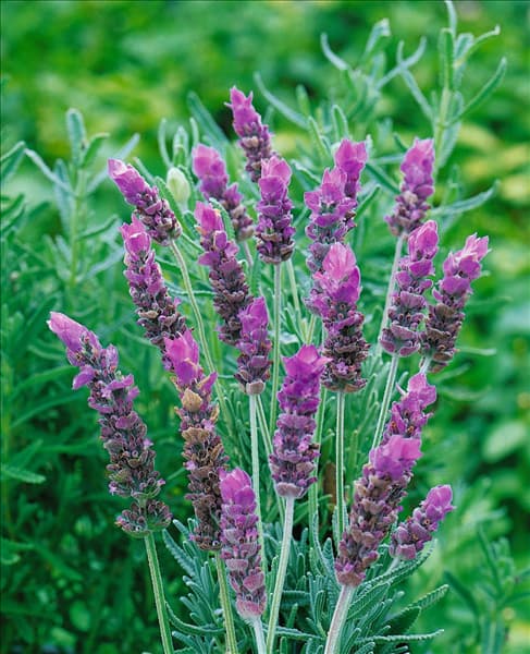 Lavandula dentata