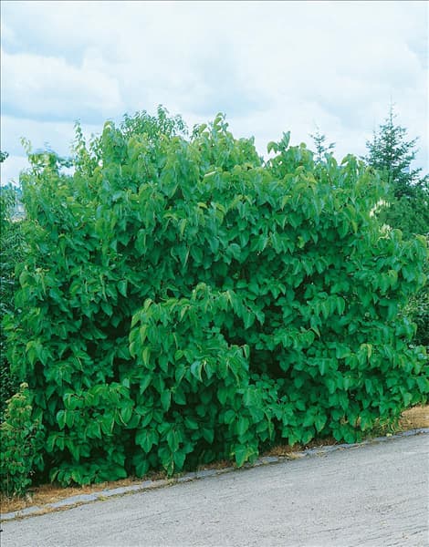 MORUS NIGRA
