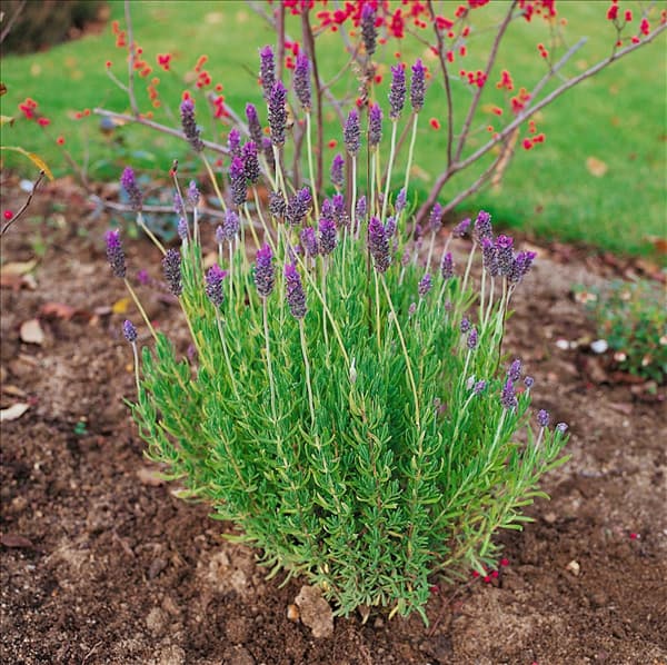 Lavandula dentata