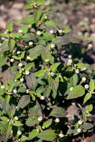 Lippia dulcis