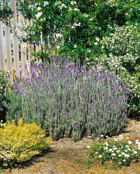 Lavandula dentata