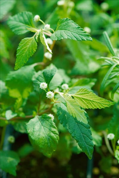 Lippia dulcis Colada