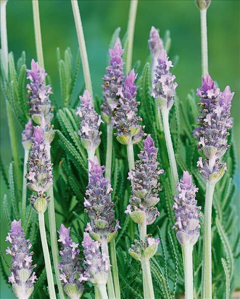 Lavandula dentata Compact Form