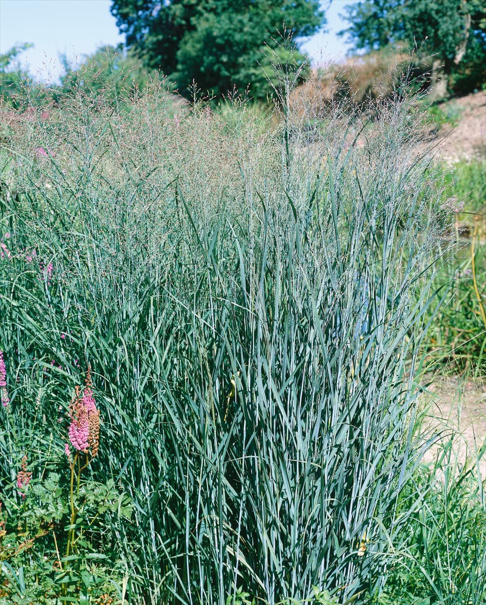 Panicum virgatum Heavy Metal