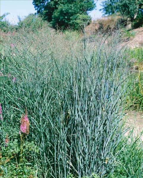 Panicum virgatum 'Heavy Metal'