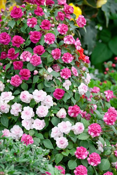 Impatiens walleriana Fiesta Mix