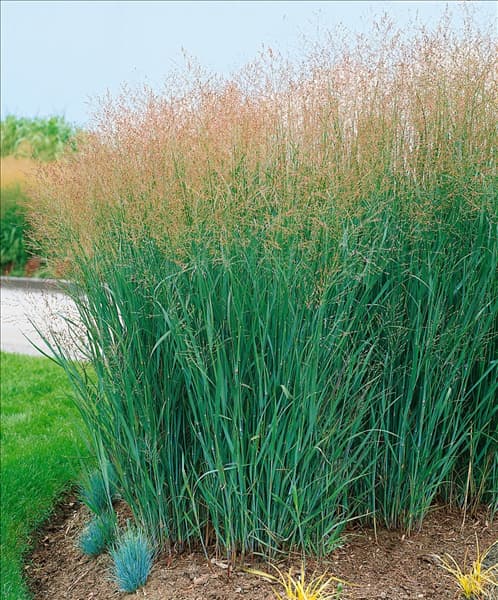 PANICUM virgatum Heavy Metal