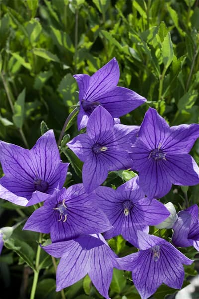 Platycodon grandiflorus Fuji Blue