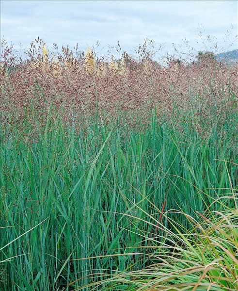 PANICUM VIRGATUM HEAVY METAL