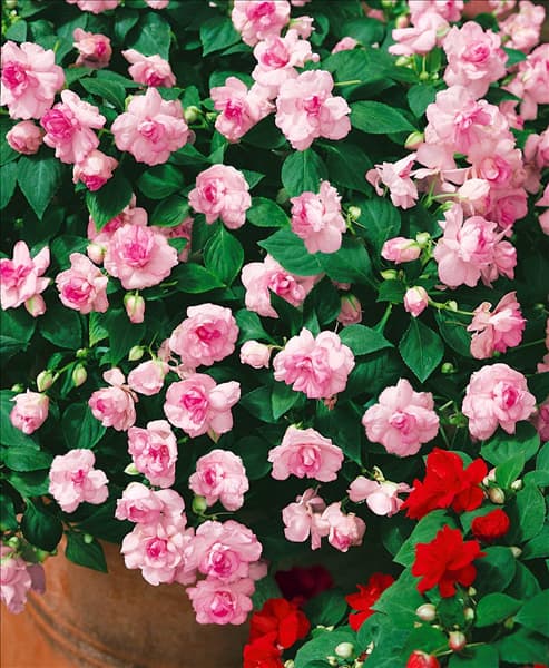 Impatiens walleriana Fiesta Appleblossom