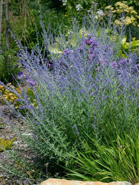 Perovskia atriplicifolia Little Spire