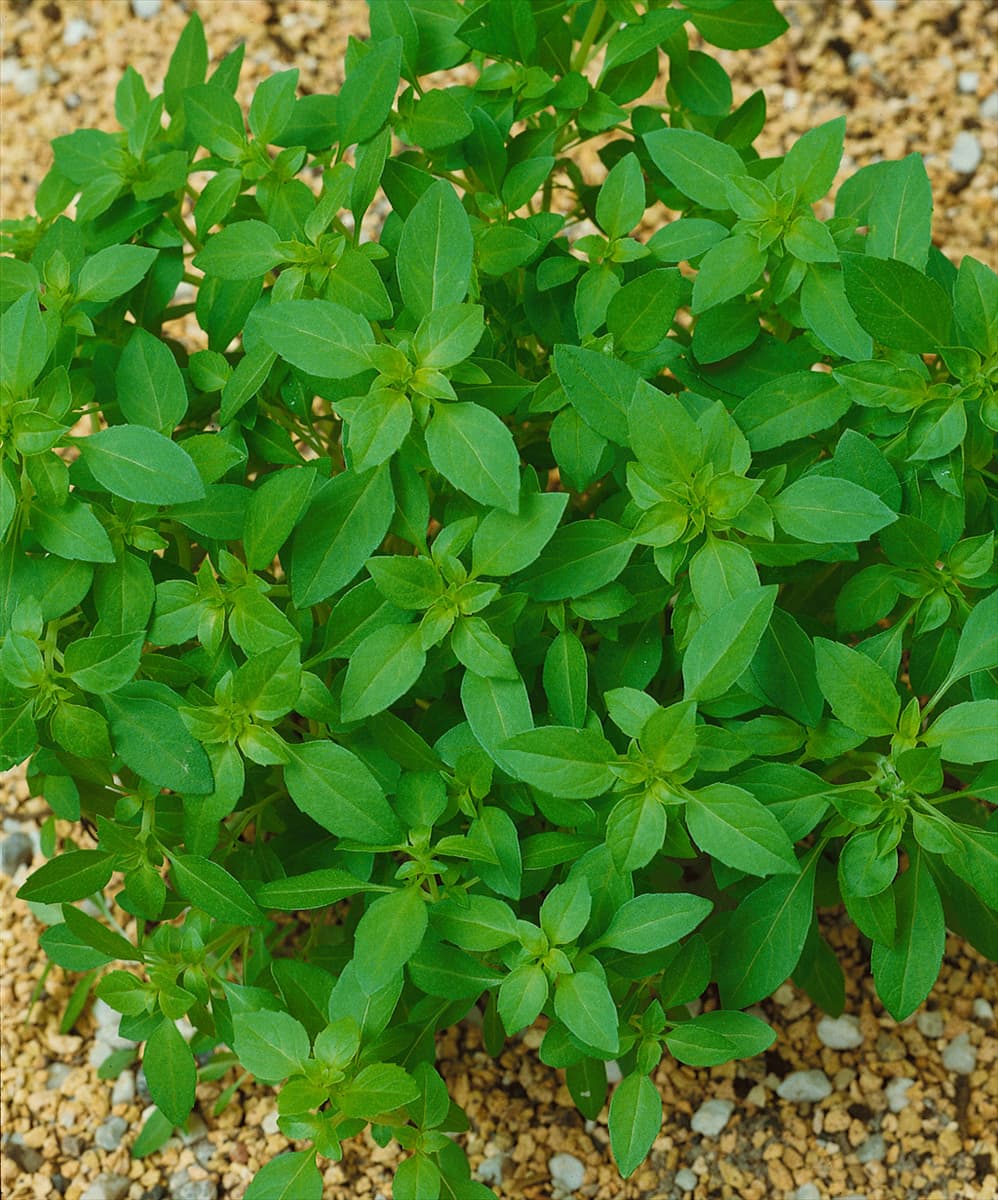 Ocimum basilicum Citriodorum