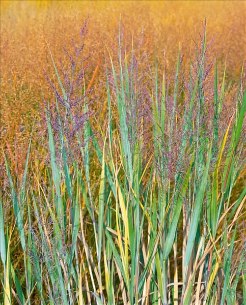 Panicum virgatum Heavy Metal in autumn