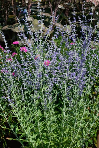 Perovskia atriplicifolia Little Spire
