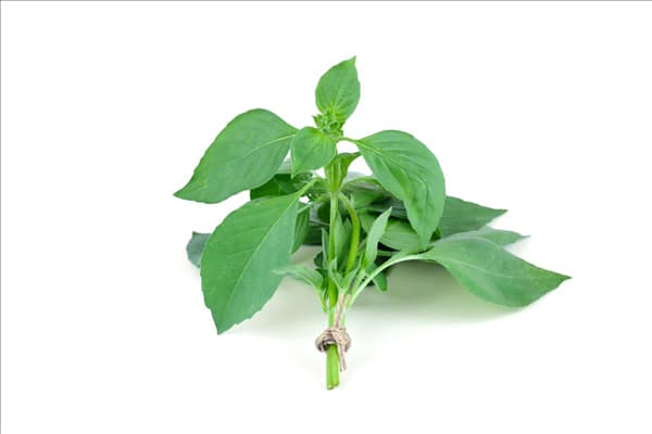 Ocimum basilicum Citriodorum