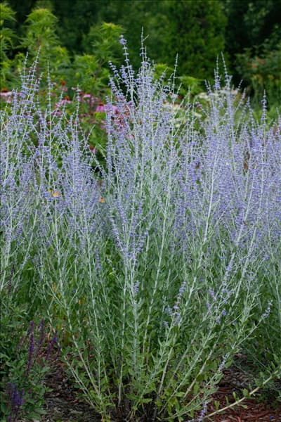 Perovskia atriplicifolia Little Spire