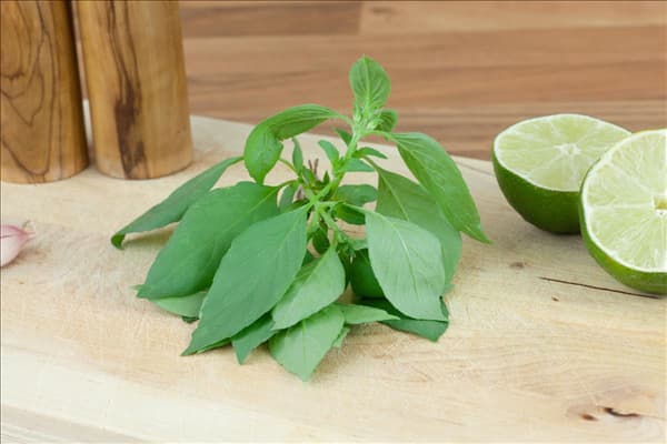 Ocimum basilicum Citriodorum