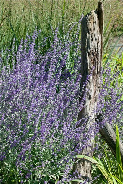Perovskia atriplicifolia Little Spire