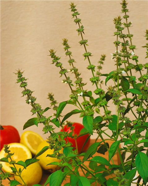 Ocimum basilicum Citriodorum