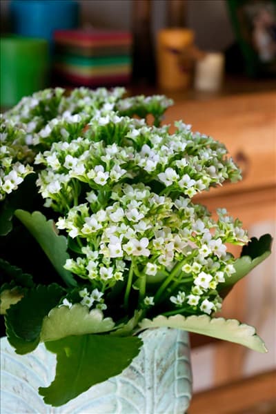 Kalanchoe blossfeldiana Snowdon