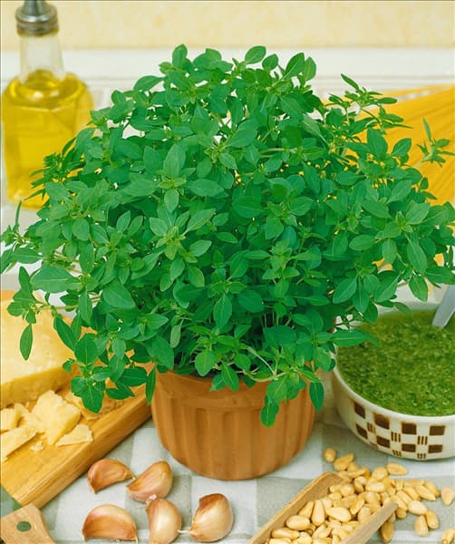 Ocimum basilicum Citriodorum