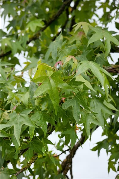 Liquidambar styraciflua