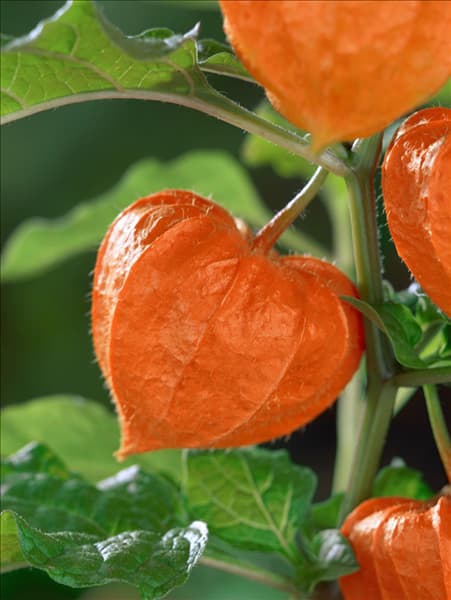 Physalis alkekengi var. franchetii