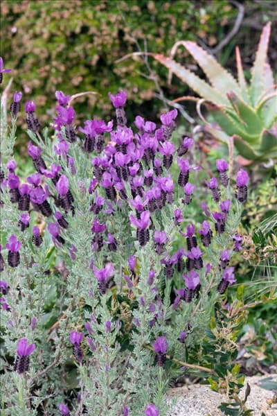 Lavandula stoechas