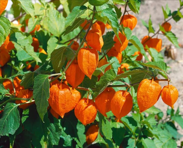 Physalis alkekengi var. franchetii