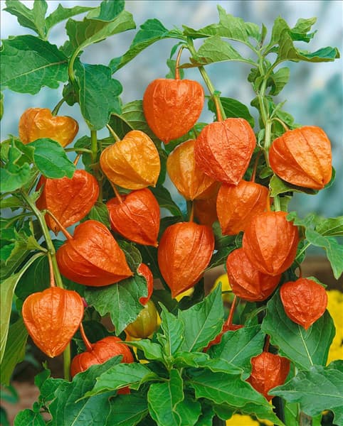 PHYSALIS ALKEKENGI Var. FRANCHETII