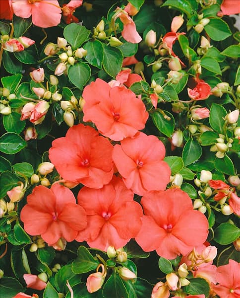 Impatiens walleriana salmon