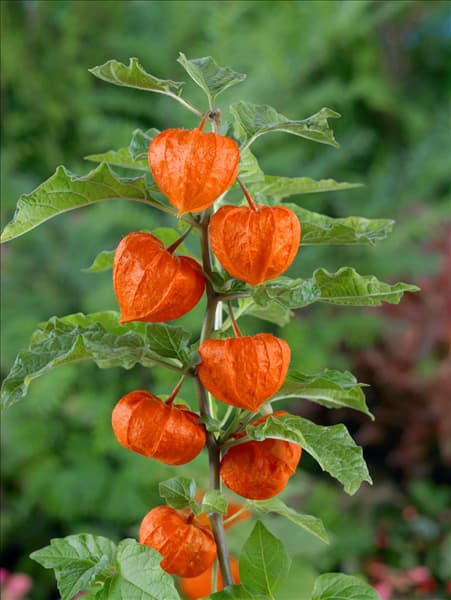 Physalis alkekengi var. franchetii