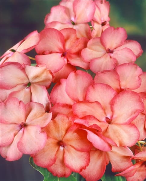 Impatiens walleriana Coral Swirl
