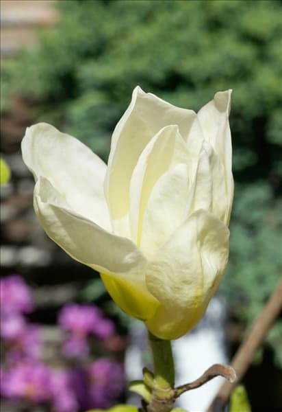 Magnolia Elizabeth
