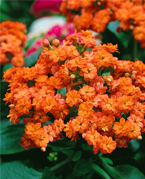 Kalanchoe blossfeldiana 'Calandiva'®