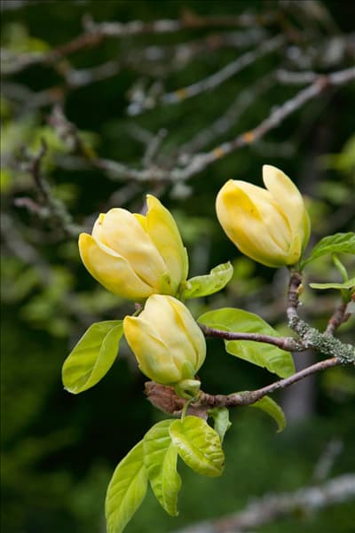 Magnolia Elizabeth