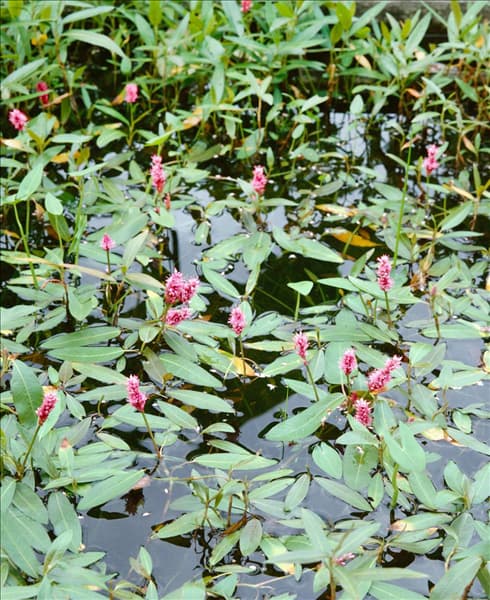 Persicaria amphibia